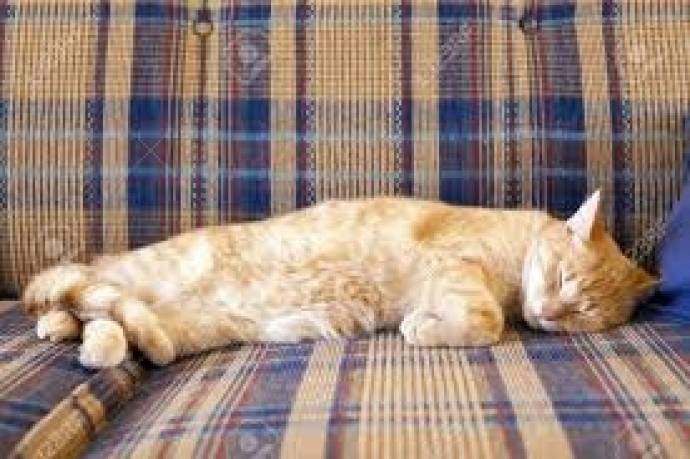 Sofás cama para tus mascotas